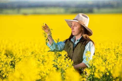 Female farmer inspects canola crop in late-afternoon light - Australian Stock Image