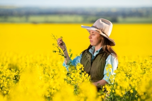 Female farmer inspects canola crop in late-afternoon light - Australian Stock Image
