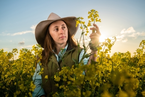 Female farmer inspects canola crop in late-afternoon light