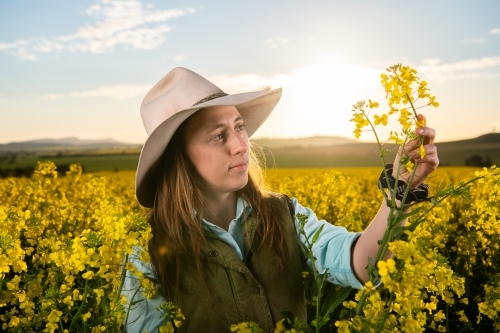 Female farmer inspects canola crop in late-afternoon light