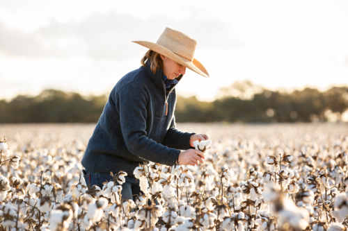 Female farmer looking at a cotton boll - Australian Stock Image