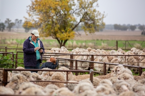 Female farmer using a mobile phone to send a text in the sheep yards