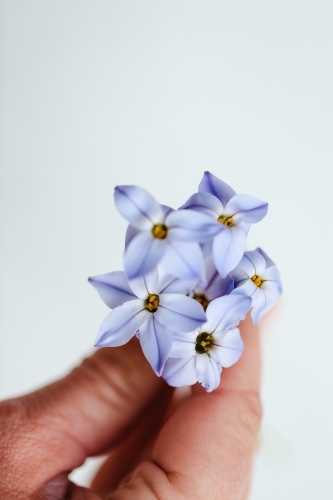 Female hand holding dainty blue starflowers with white background - Australian Stock Image