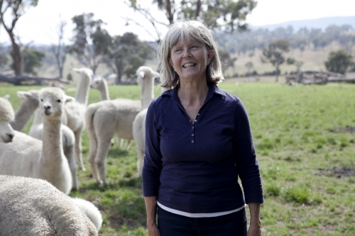 Female on the farm with alpacas in a paddock - Australian Stock Image