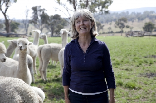 Female on the farm with alpacas in a paddock