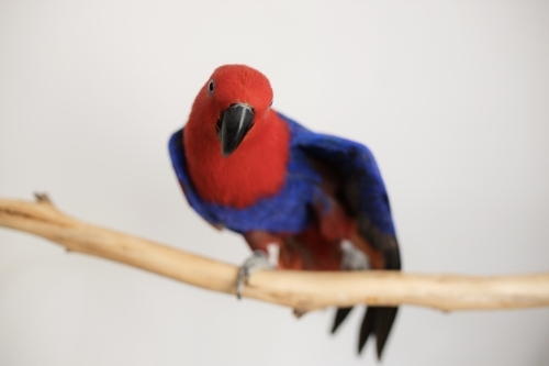 female red and blue Australian eclectus parrot sitting on a branch and stretching her wings