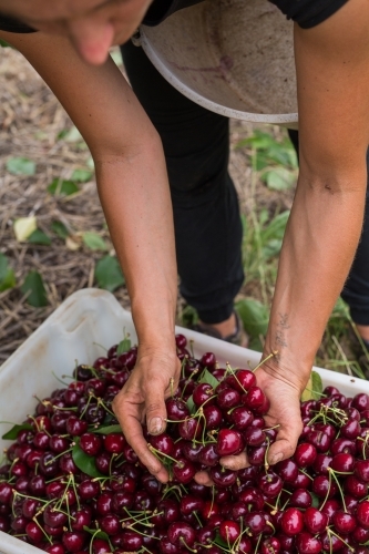 Female seasonal worker picking cherries