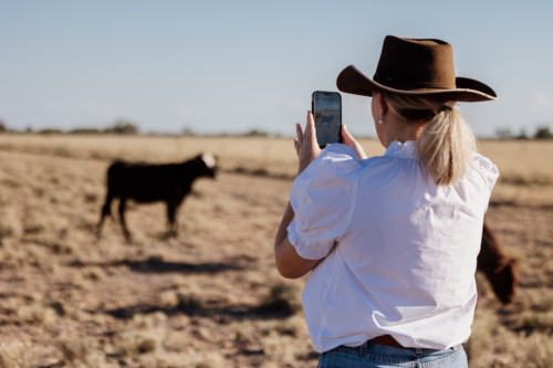 Female standing facing away taking a photo of cow - Australian Stock Image