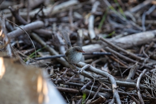female Superb fairywren - Australian Stock Image