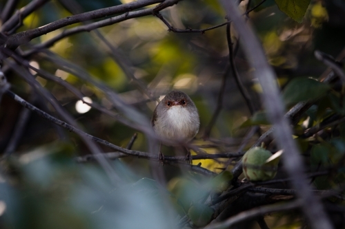 female Superb fairywren - Australian Stock Image
