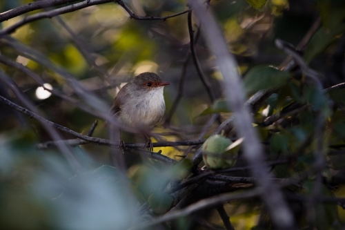 female Superb fairywren - Australian Stock Image