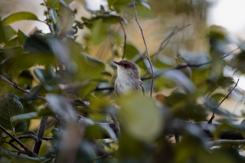female Superb fairywren - Australian Stock Image