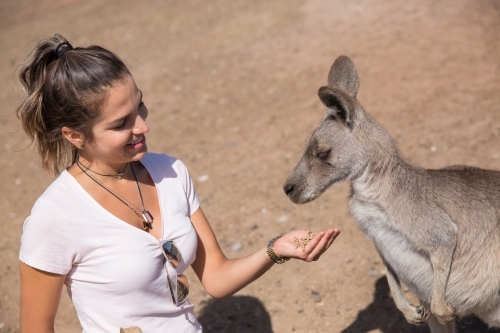 Female Tourist Feeding a Kangaroo - Australian Stock Image