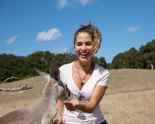 Female Tourist Feeding a Kangaroo - Australian Stock Image
