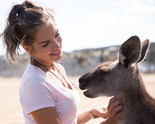 Female Tourist Feeding a Kangaroo - Australian Stock Image
