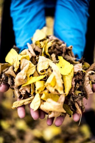 Female wearing blue jacket holding yellow autumn leaves - Australian Stock Image
