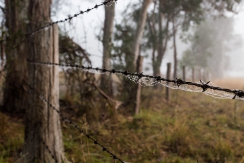 Fence with dew caught in spiderwebs - Australian Stock Image