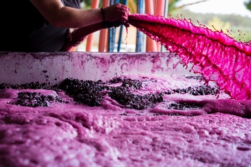 Fermenting Red Grape Sprayed through Hose - Australian Stock Image