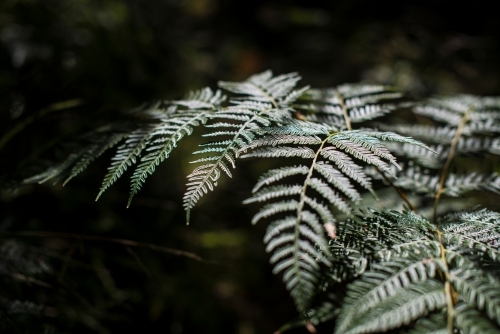 Fern branch brightly lit by sun in forest - Australian Stock Image