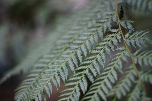Fern frond in mountain area - Australian Stock Image