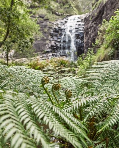 Fern fronds with waterfall in background