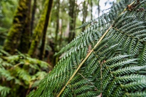 ferns and plants in a forest - Australian Stock Image