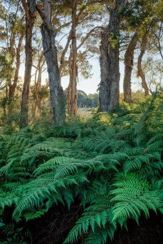 Ferns and sunlit paperbarks in lakeside forest - Australian Stock Image