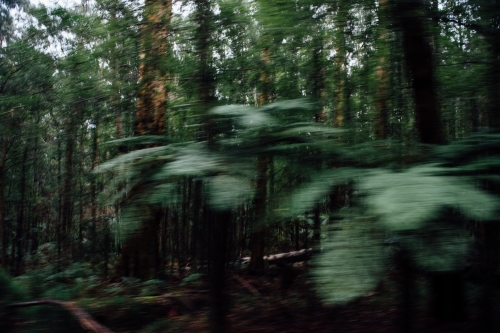 Ferns & bushland blurred with motion