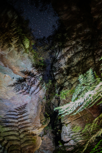 Ferns in a canyon at night - Australian Stock Image