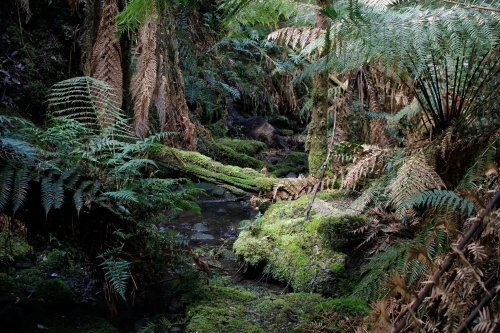 Ferny rainforest in Cradle Mountain - Australian Stock Image