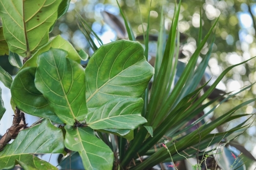 Fiddle leaf fig plant growing naturally outdoors in warm afternoon light - Australian Stock Image