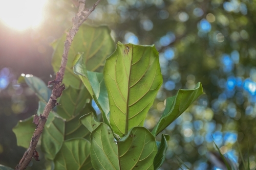 Fiddle leaf fig plant growing naturally outdoors in warm afternoon light - Australian Stock Image