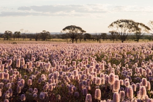 Field of Australian wild flowers - Australian Stock Image