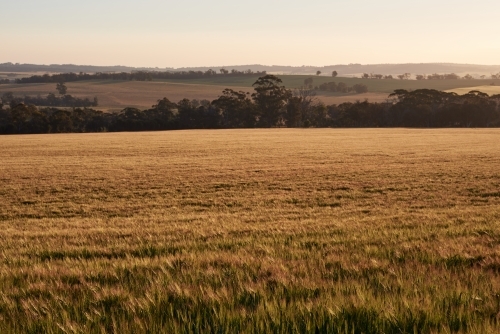 Field of barley at dusk - Australian Stock Image