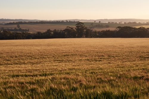 Field of barley at dusk