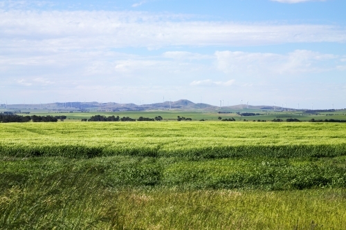 Field of barley with hills and wind turbines in background - Australian Stock Image