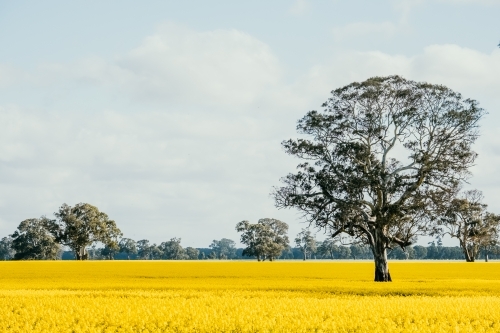 field of canola flowers with an old tree - Australian Stock Image