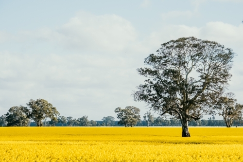 field of canola flowers with an old tree