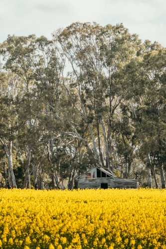 field of canola flowers with old trees