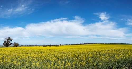 field of canola under white clouds in blue sky