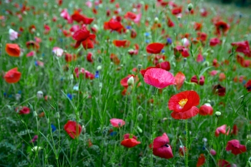 Field of coloured poppies - Australian Stock Image