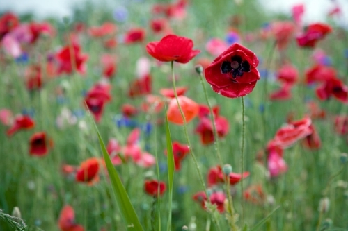 Field of coloured poppies - Australian Stock Image
