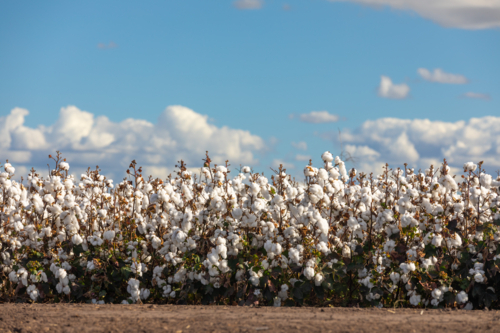 Field of cotton front on with sunny blue skies - Australian Stock Image