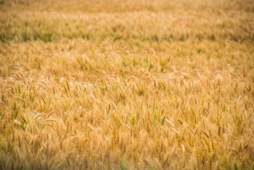 field of dried wheat - Australian Stock Image