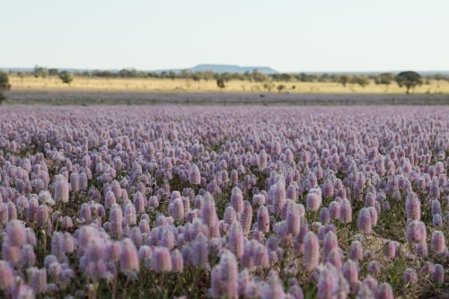 Field of Mulla-mulla wild flowers - Australian Stock Image