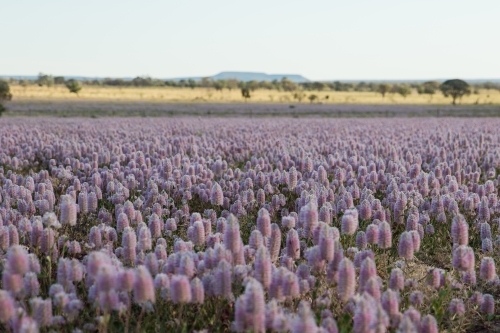 Field of Mulla-mulla wild flowers