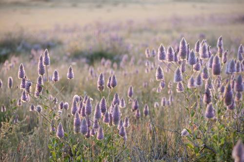 Field of purple mulla mulla wildflowers - Australian Stock Image
