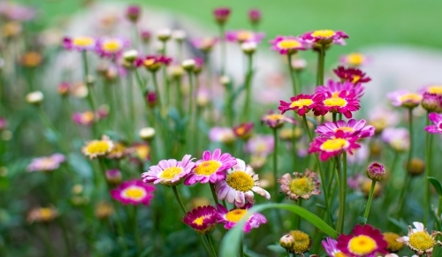 Field of purple, pink and white flowers - Australian Stock Image