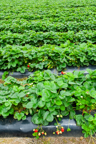 Field of strawberries - Australian Stock Image