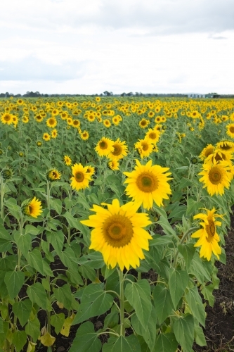 Field of sunflowers - Australian Stock Image
